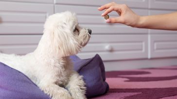 dog eyeing medication suspiciously
