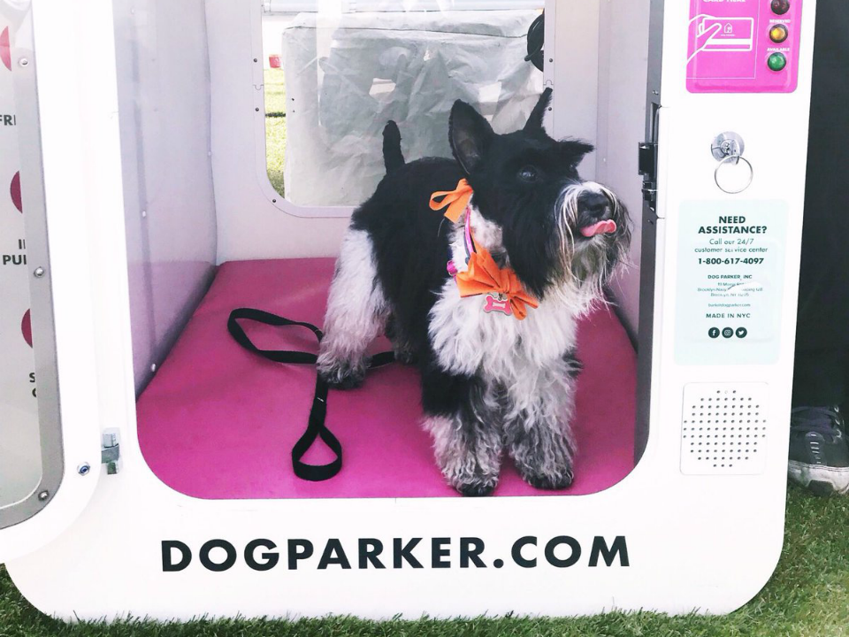 A black and white schnauzer in a Dog Parker house