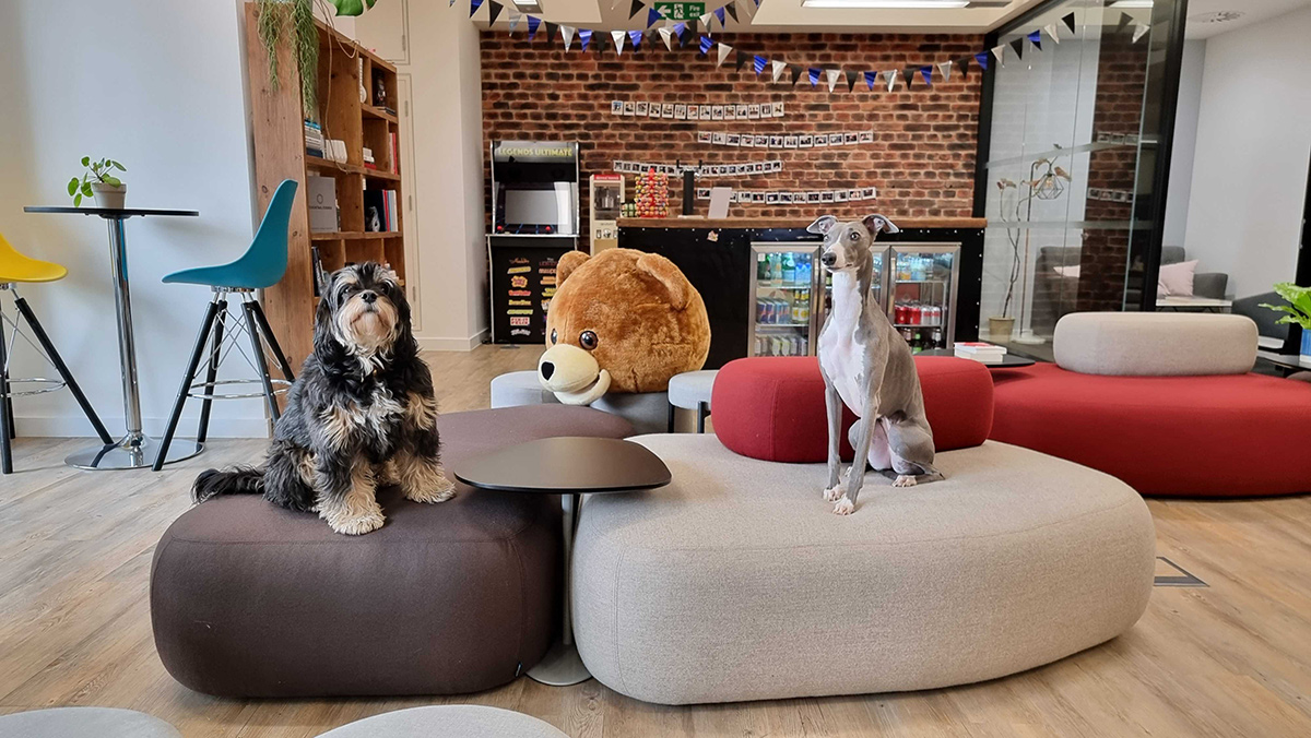 Two dogs in Fidel API office