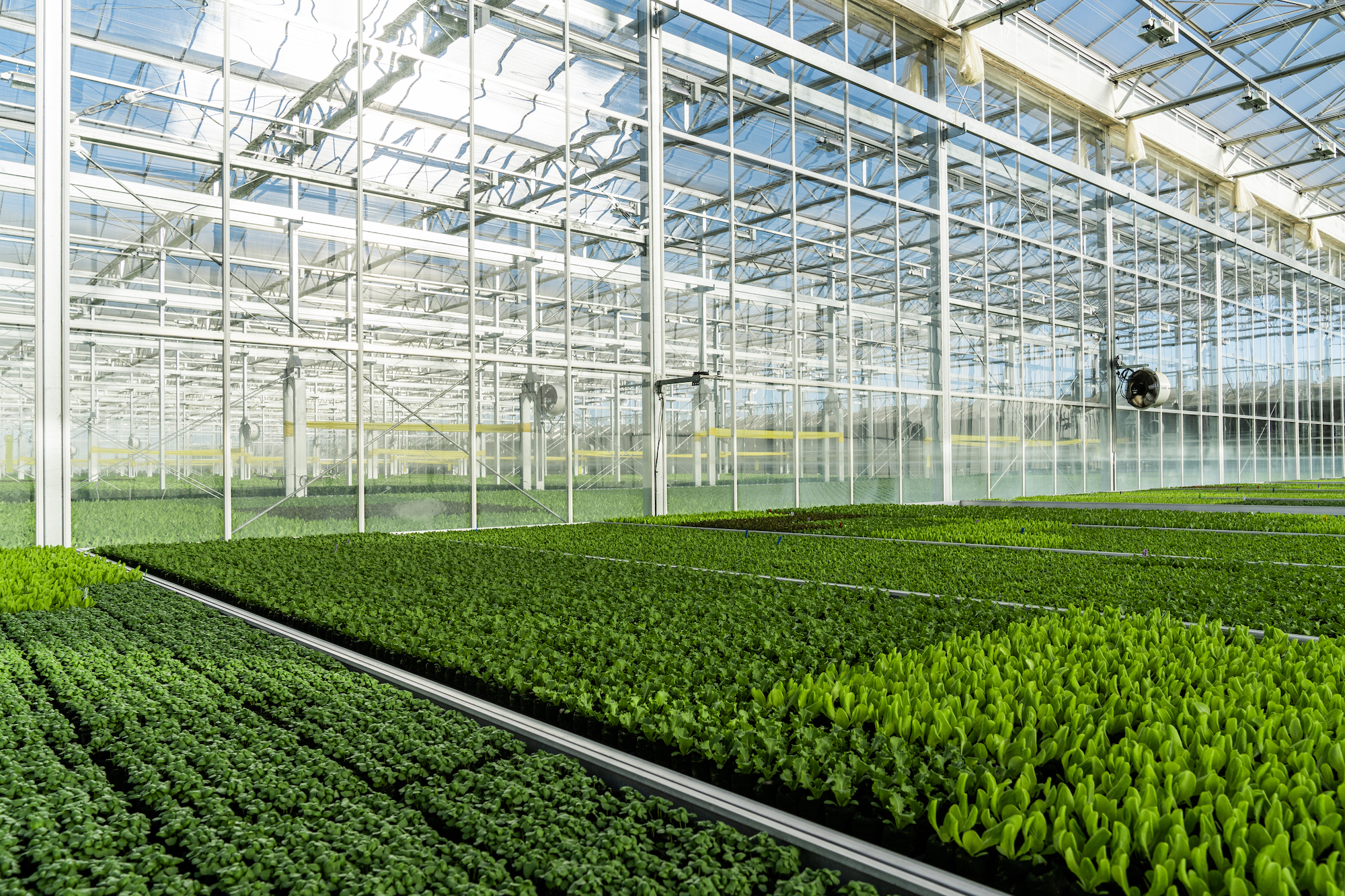 hydroponics-greenhouse-growing-leafy-vegetables