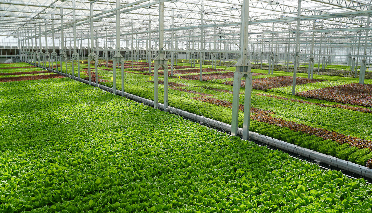Brooklyn-based Gotham Greens raised $87M for high-tech greenhouses