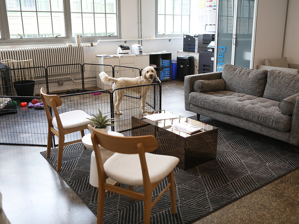 A large, white dog with ruffled fur stands in a playpen in the middle of an open office space with chairs, a loveseat and coffee table nearby.