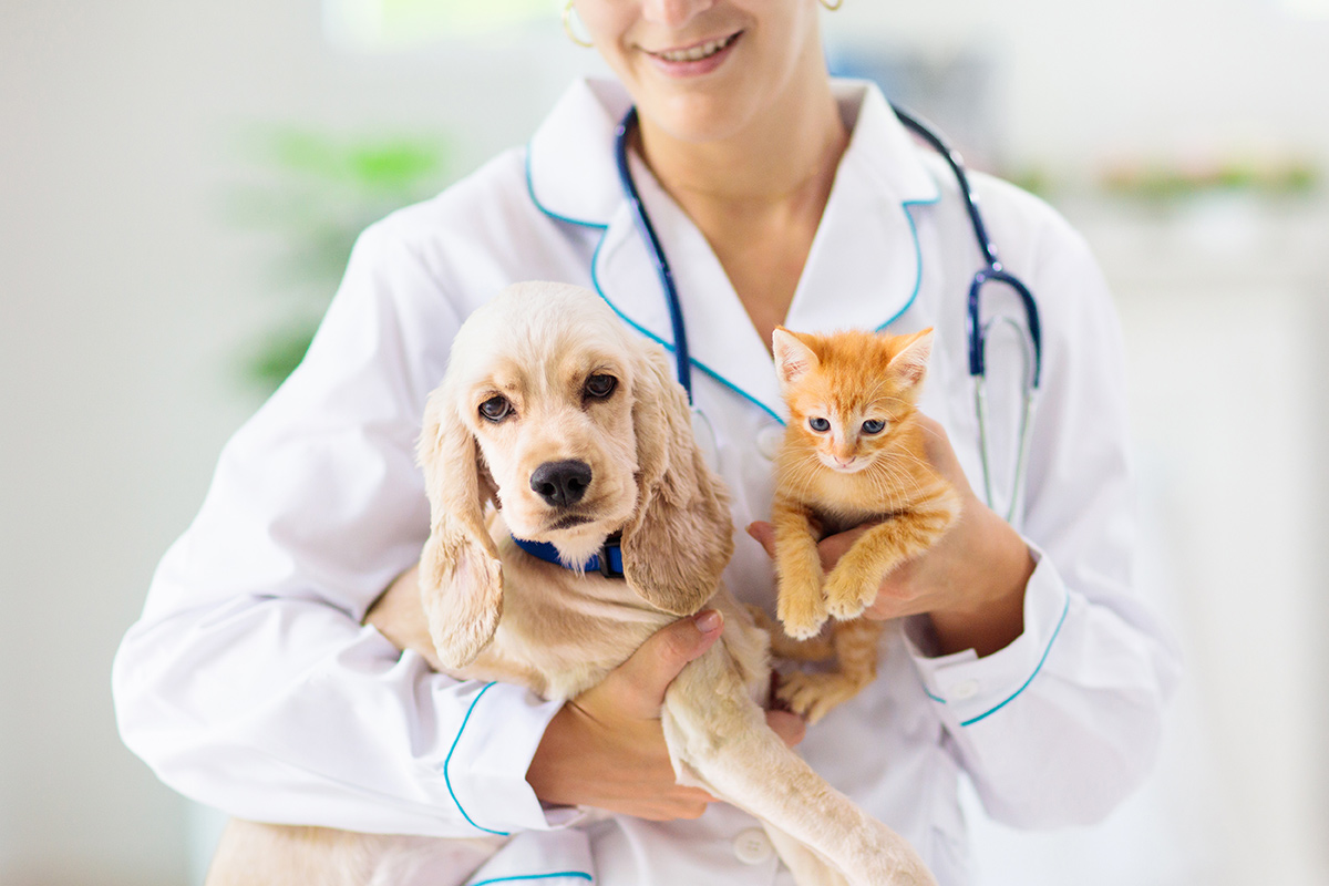 veterinarian doctor holding a dog and a cat