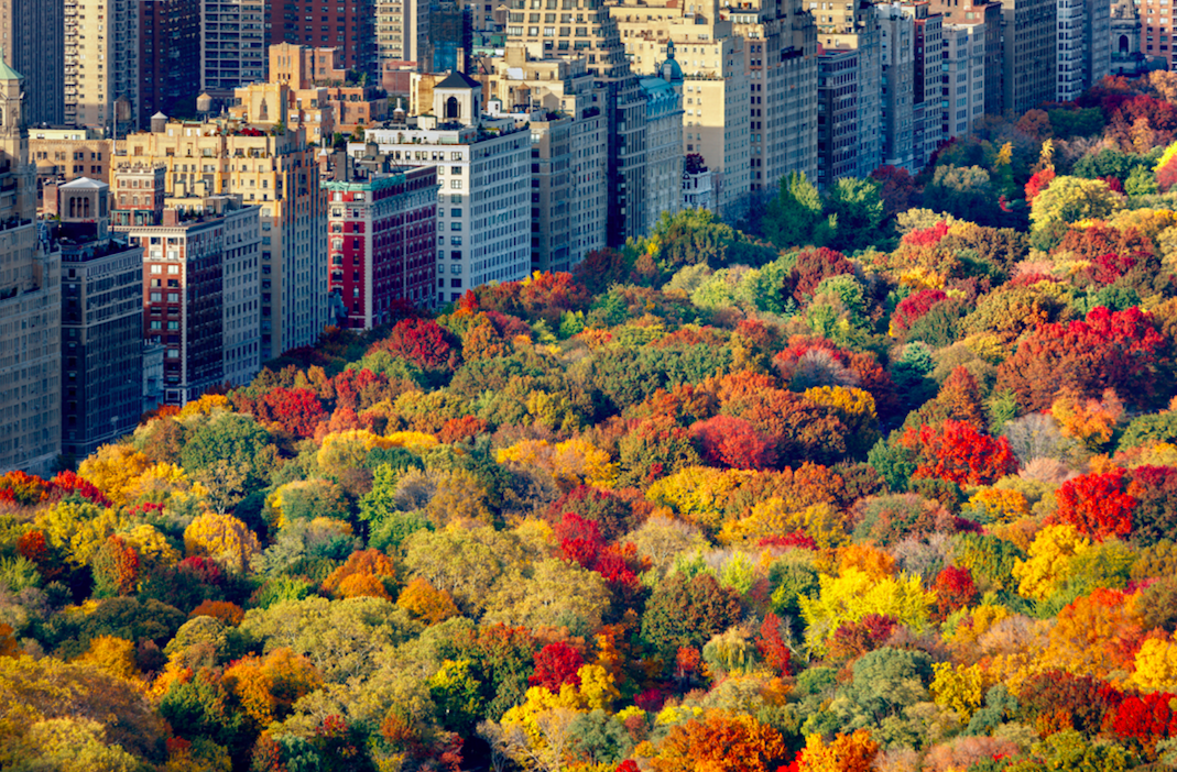 NYC in autumn