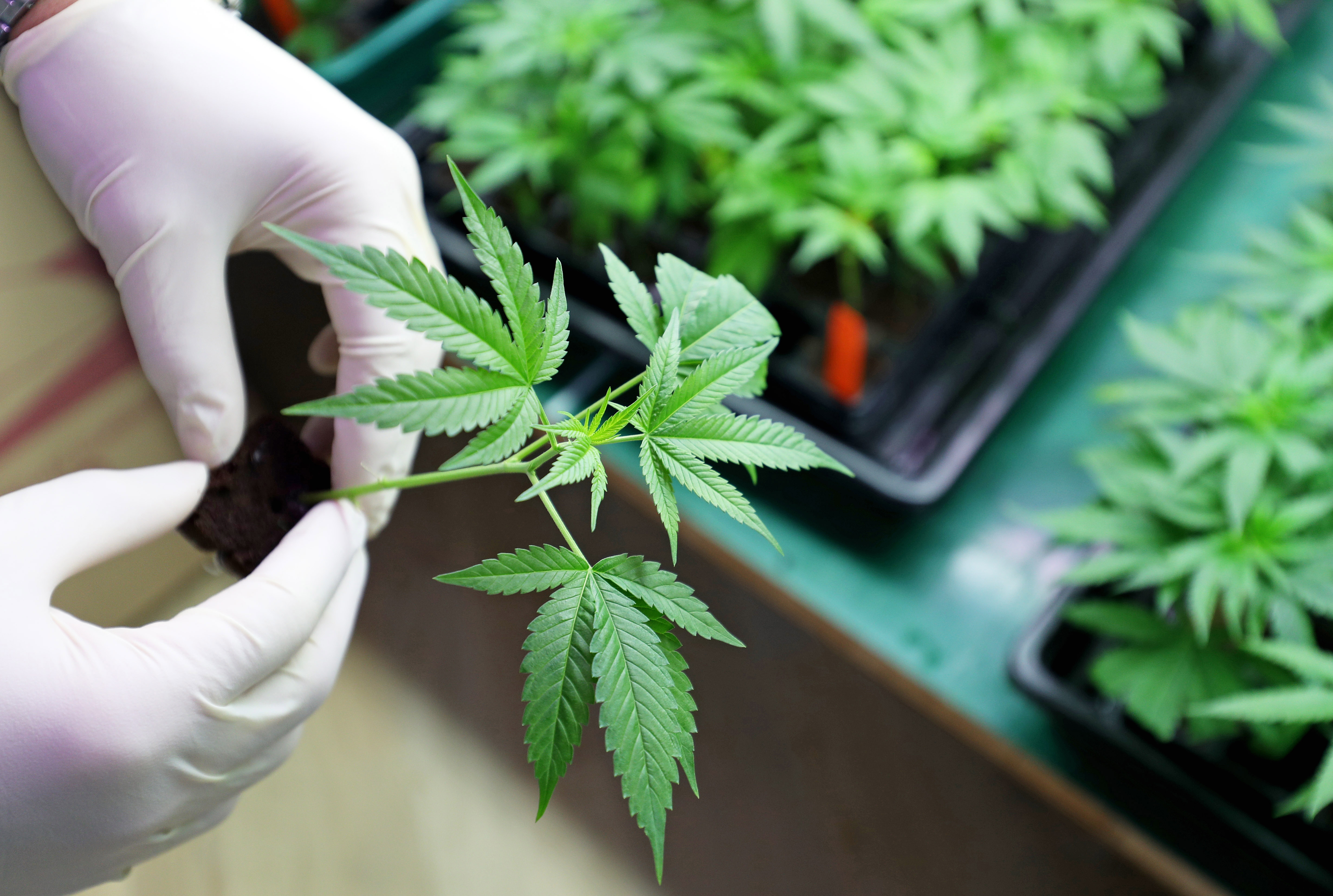 A cannabis plant being handled by a technician on a growing floor