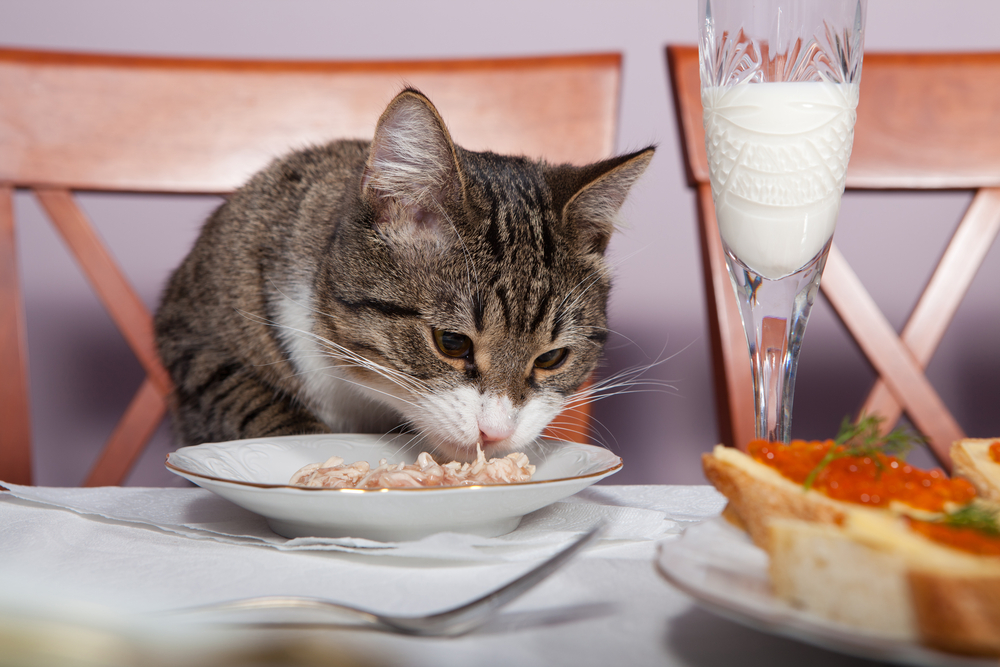 fancy cat eating fancy food