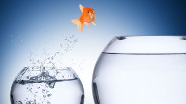 Goldfish jumping from smaller fishbowl to bigger fishbowl