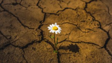 Stock photo of a daisy growing through dry, cracked dirt in a drought. 